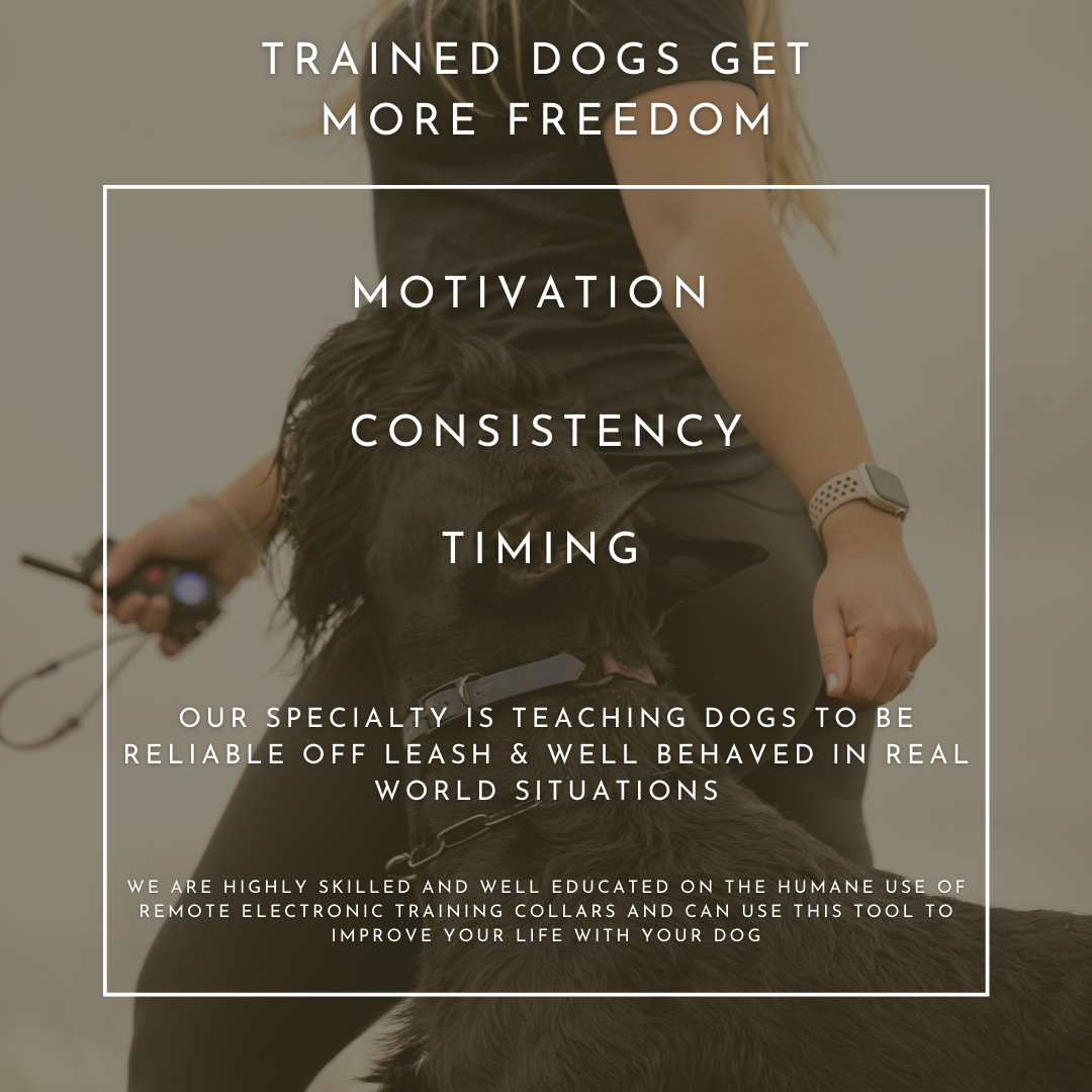 Training Philosophy Walk With Me Ottawa Ottawa s leading dog